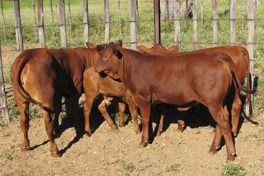 Group of Senepol/Bonsmara cross breed calves
