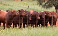 Bonsmara Bulls in stud breeding program, waiting to be photographed
