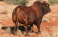 Bonsmara Bull HART 16-0081 during the drought of 2019 - 2