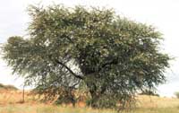 Camelthorn tree full with pods ready to be shed