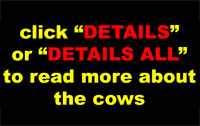 01c. To read more about each cow, click details