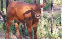 Top quality Senepol/Bonsmara calf
