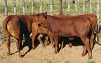Group of Senepol/Bonsmara cross breed calves