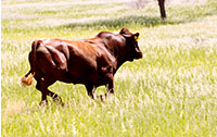 Running Bonsmara Bull