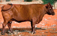 01b. VBB 06-0115 - ELITE PLATINUM COW