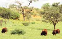 Young bulls feeding in natural veld