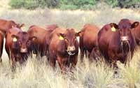 Young bulls growing out on natural veld