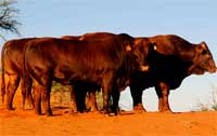 Bulls in Bonsmara Stud Breeding program, on dune