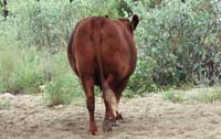 F1 crossbreed cow from behind